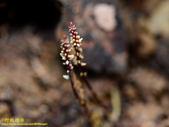 Epirixanthes elongata
