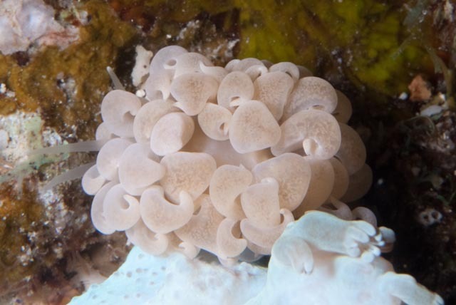 Phyllodesmium parangatum