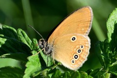 Coenonympha oedippus
