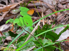 Mycalesis anapita