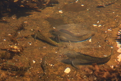 Parablennius parvicornis