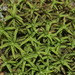 Bryoerythrophyllum recurvirostrum - Photo HermannSchachner, sin restricciones conocidas de derechos (dominio público)