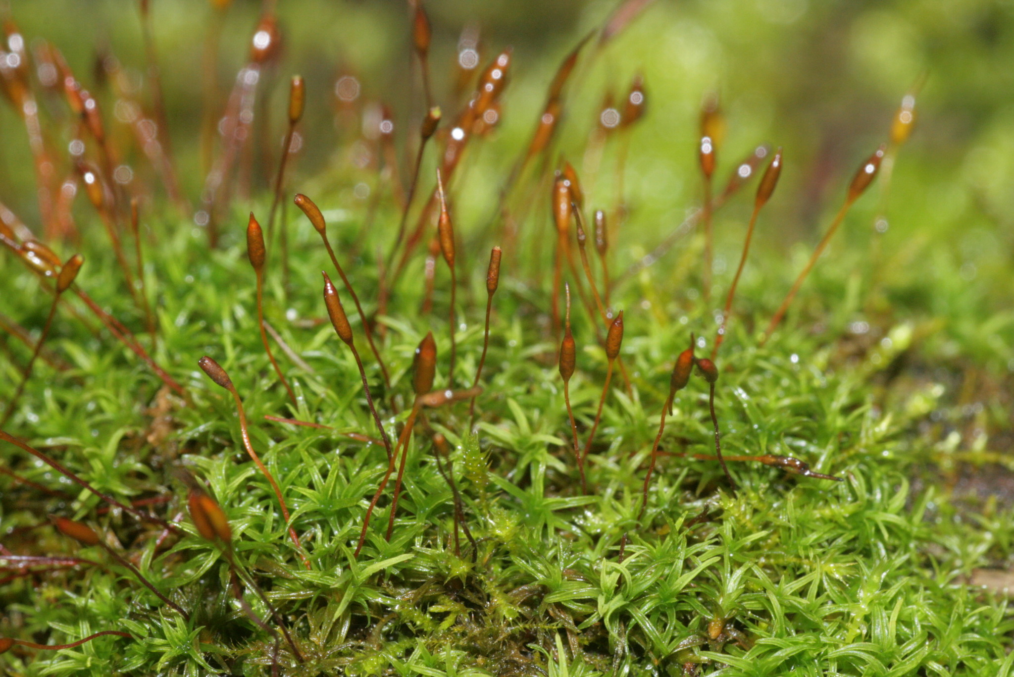 Bryoerythrophyllum recurvirostrum