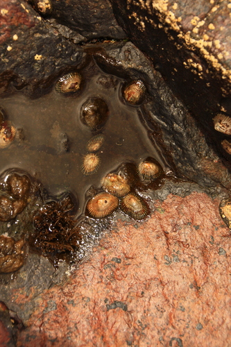 Siphonaria placentula