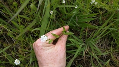 Plagiobothrys chorisianus chorisianus