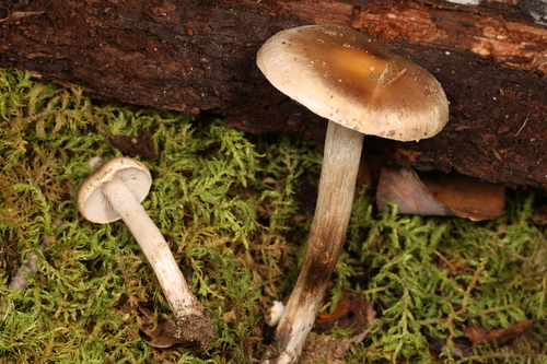 Hebeloma excedens