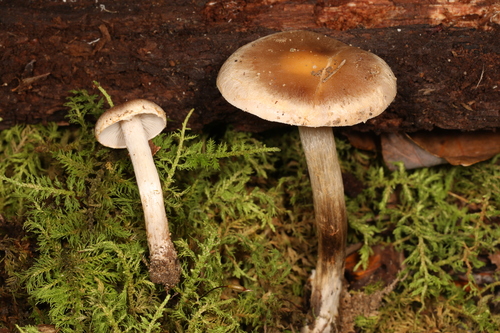 Hebeloma excedens (Photo 2 of 2)