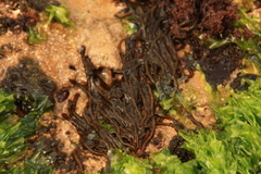 Phaeophyceae