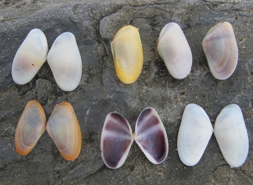 Representative image of Donax