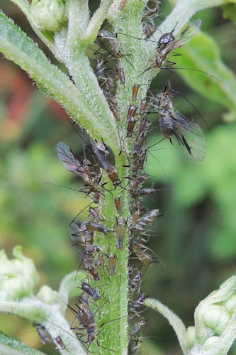 Uroleucon rurale