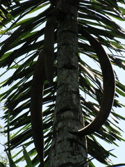Iriartea deltoidea