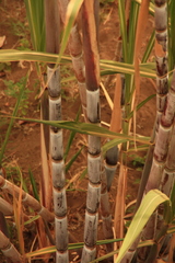 Saccharum officinarum