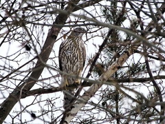 Accipiter gentilis