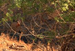 Halcyon leucocephala acteon