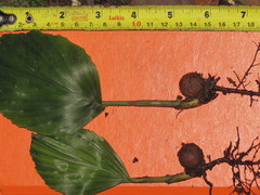 Iriartea deltoidea