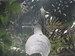 Iriartea deltoidea