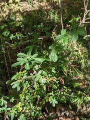 Caragana ussuriensis