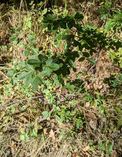 Caragana ussuriensis, photograph 1