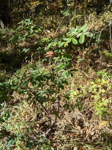 Caragana ussuriensis, photograph 2