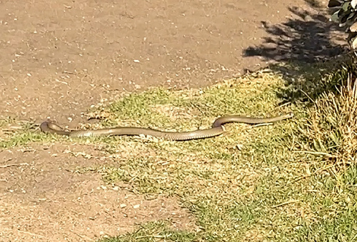Eastern Brown Snake sighting