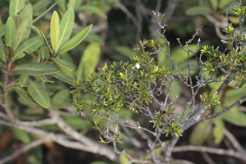 Alyxia caletioides observed 2022-09-03