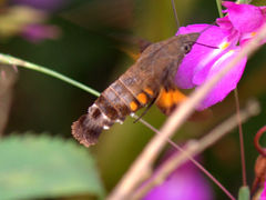 Macroglossum belis
