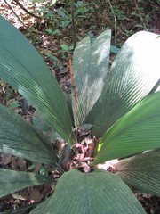 Geonoma macrostachys