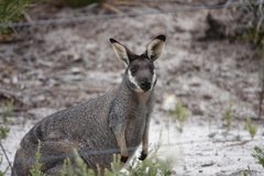 Western Brush Wallaby photo 4