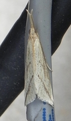 Donacaula longirostrallus