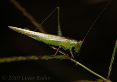 Conocephalus longipes