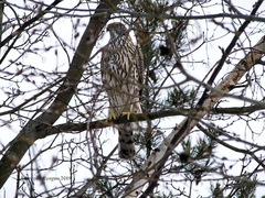 Accipiter gentilis