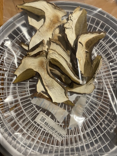 Boletus edulis (Photo 2 of 5)