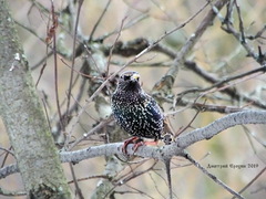 Sturnus vulgaris