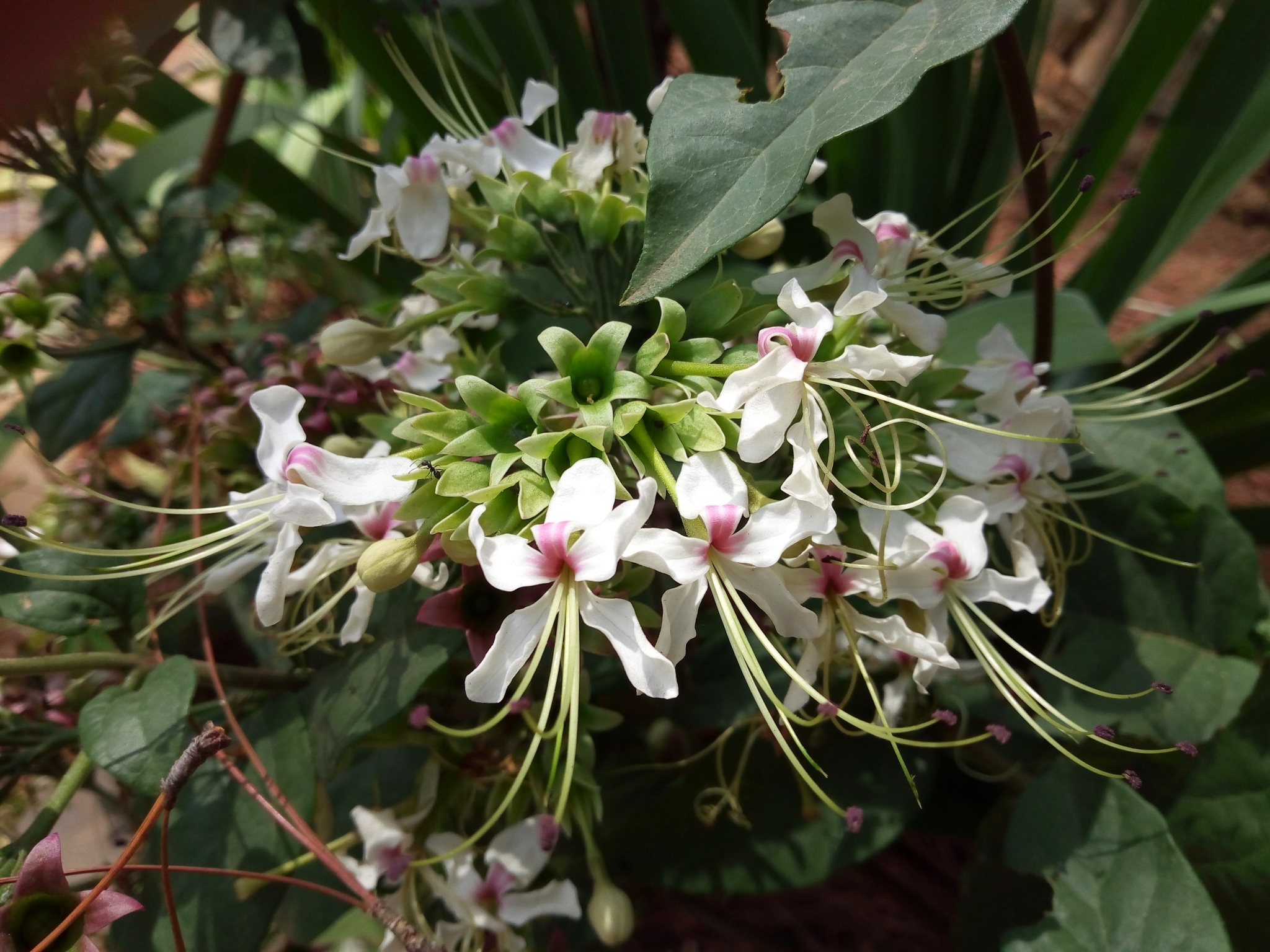 Clerodendrum umbellatum