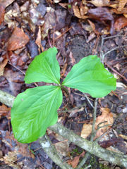 Trillium catesbaei