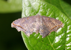 Rhombophylla rectimarginata