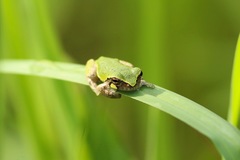 Hyla avivoca