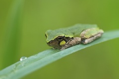 Hyla avivoca