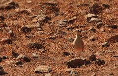 Cursorius cursor exsul