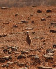 Cursorius cursor exsul