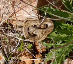 Macroprotodon mauritanicus
