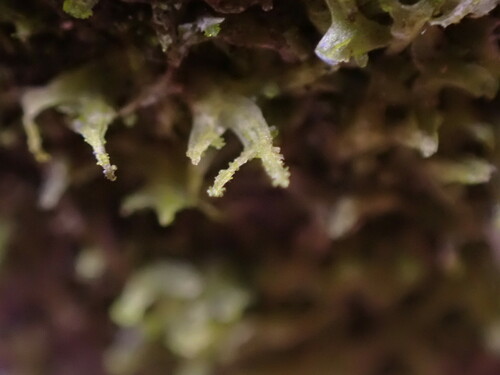 Image of Metzgeria temperata by no rights reserved