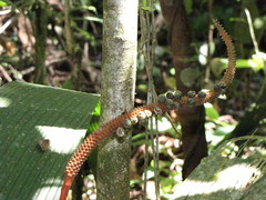 Geonoma macrostachys