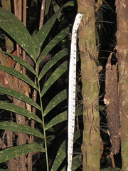 Bactris maraja juruensis