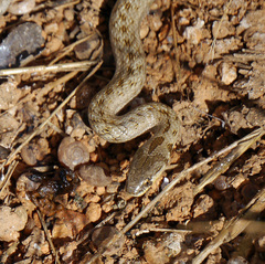 Macroprotodon mauritanicus