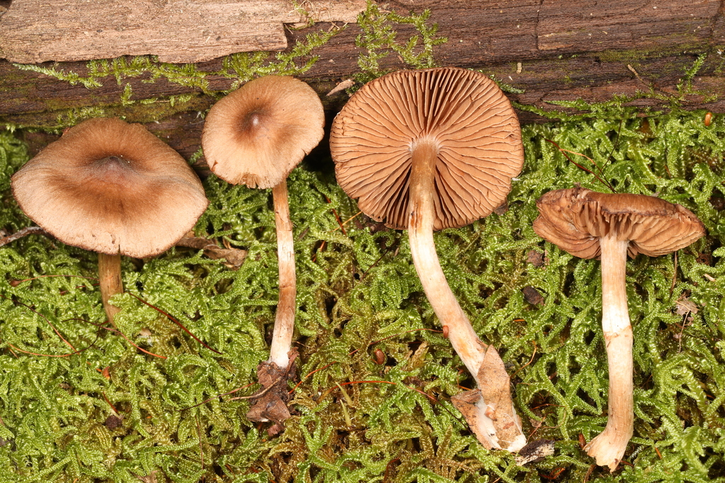 caps from Dunbar, PA 15431, USA on October 8, 2023 at 0314 PM by