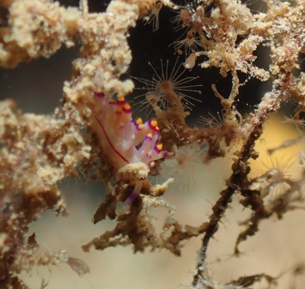 Purple Flabellina