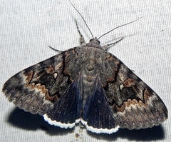 Catocala epione