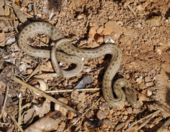 Macroprotodon mauritanicus