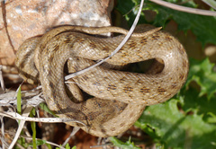 Macroprotodon mauritanicus